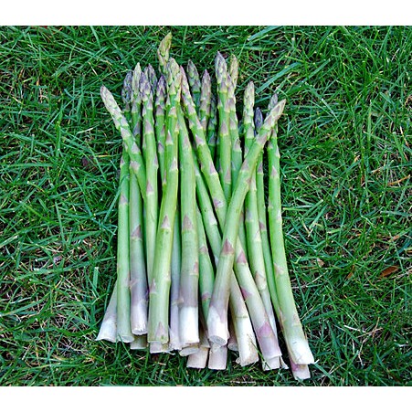 เมล็ด หน่อไม้ฝรั่ง พันธุ์เมรี่ วอชิงตัน - Mary Washington Asparagus - รูปที่ 3