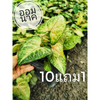 ออมนาค​ /  ออมทอง​ /  ออมเงิน​ Syngonium Varieties ต้นไม้มงคล