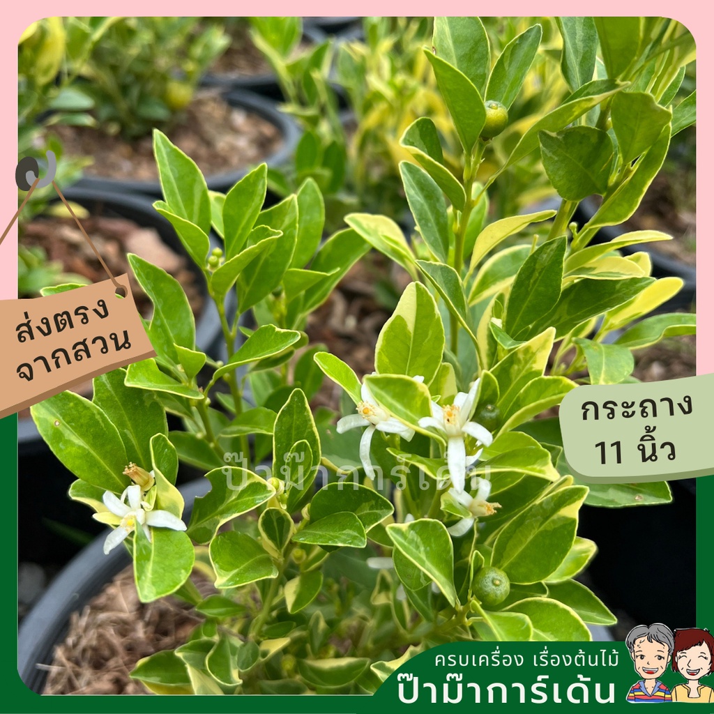 มุมมอง 3