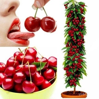 （อัตราการปลูกสูง）ปลูกง่าย ปลูกได้ทั่วไทย 30Pcs Cherry Seeds Organic Seeds Bonsai Fruit Tree Seeds High Seed In The Garde