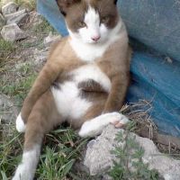 Profile jariyarat08