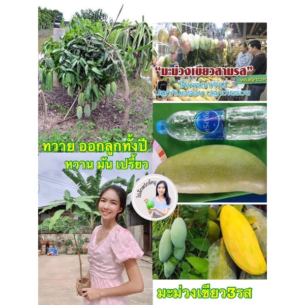 #ต้นมะม่วงเขียว3รส(เสียบยอด) กิมหงส์ 1 ปีติผล