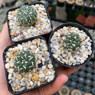 เมล็ดแอสโตรวีไทป์ 40เมล็ดAstrophytum superkabuto V type