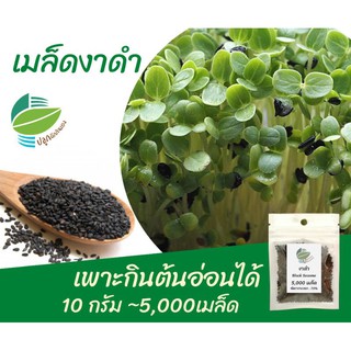 เมล็ดงาดำ ปลูกกินต้นอ่อน ปลูกกินเมล็ดงา #Black Sesame