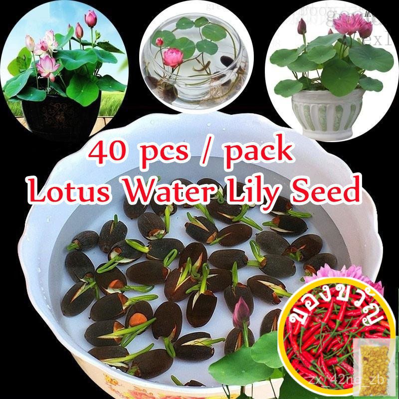40ชิ้นชามเมล็ดบัวน้ำลิลลี่บ้านสวนงานอดิเรกพืชหลายมินิลูกบัวสิงคโปร์บอนไซต้นไม้อากาศ P เมล็ด seeds X9X8