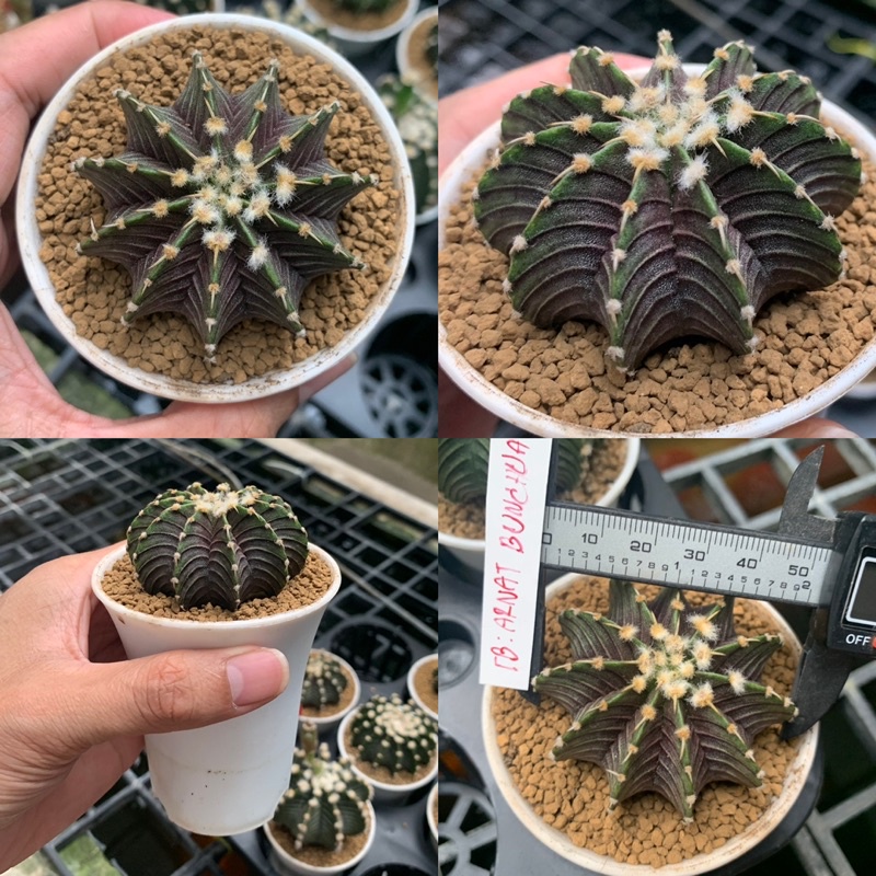 ยิมโน แอลบี 2178 (lb2178 แท้ 100%)