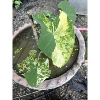 Colocasia yellow splash/บอนนาญี่ปุ่นด่าง