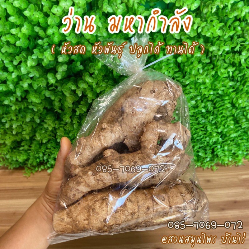 ว่านมหากำลัง (ถุง 1 กิโลกรัม) : หัวสด หัวพันธุ์ ปลูกได้ ทานดี