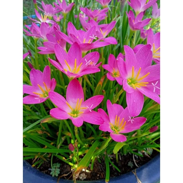 บัวดิน Rosea ( ชุด 20 หัว )