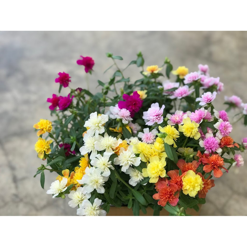 คุณนายแหวนเพชรชุดคละสี