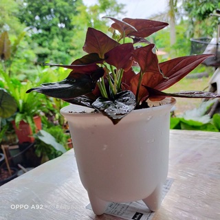 พลูอินโด พลูใบแดงดำ Syngonium Erythrophyllum