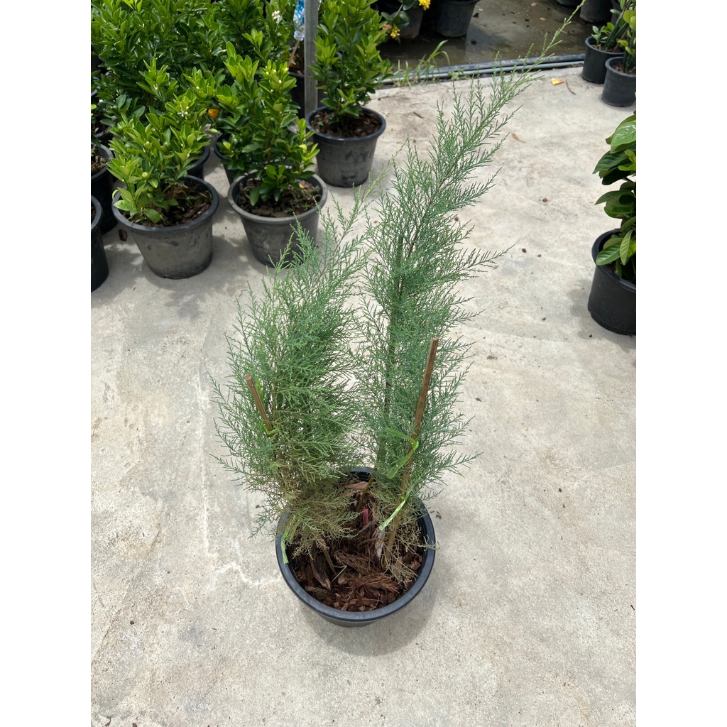 มุมมอง 3