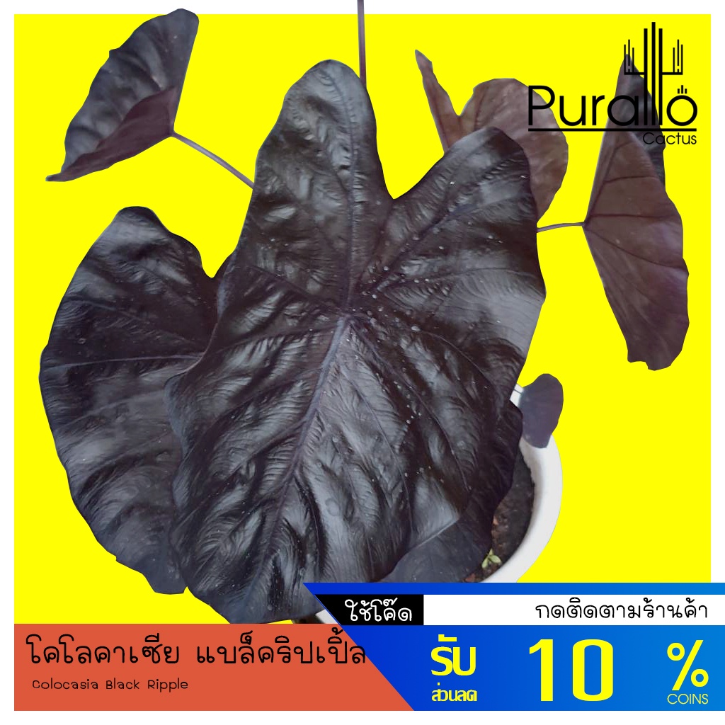 บอน โคโลคาเซีย แบล็คริปเปอร์ แบล็คริปเปิ้ล Colocasia esculenta  Black Ripple #colocasia #ต้นไม้ด่าง