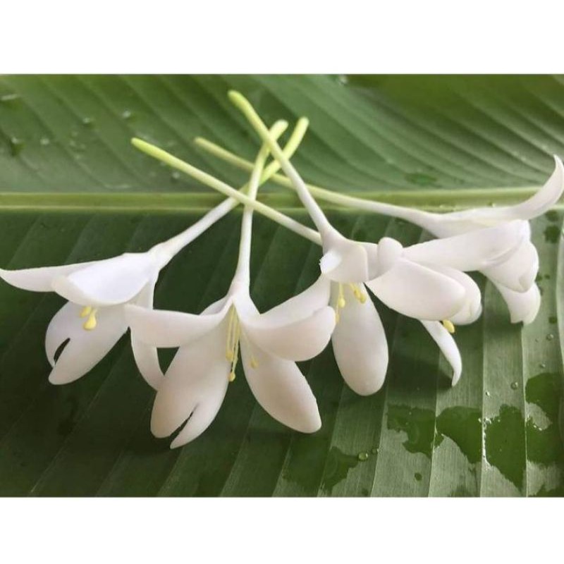 ดอกปีบ​ ดอกกาสะลอง​ ดอกไม้ติดผม​ ดอกไม้ปั้นจากดินไทย​ สีขาว​ สวยสง่า​ (1​ เซ็ต​ มี​ 10 ดอก)​