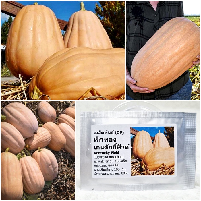 เมล็ดพันธุ์ ฟักทอง เคนตักกี้ ฟิวด์ Kentucky Field Pumpkin Seed 15 เมล็ด คุณภาพดี ราคาถูก ของแท้ 100%
