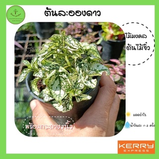 ต้นละอองดาว พร้อมกระถาง 3 นิ้ว ไม้ประดับ ไม้มงคล สีสวย แต่งสวน ไม้โชว์ใบ