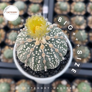 แอสโตรไฟตัม astrophytum ไซส์ แม่พันธุ์ ~ 5.0 cm + แคคตัส cactus กระบองเพชร ราคาถูก สายลุ้น