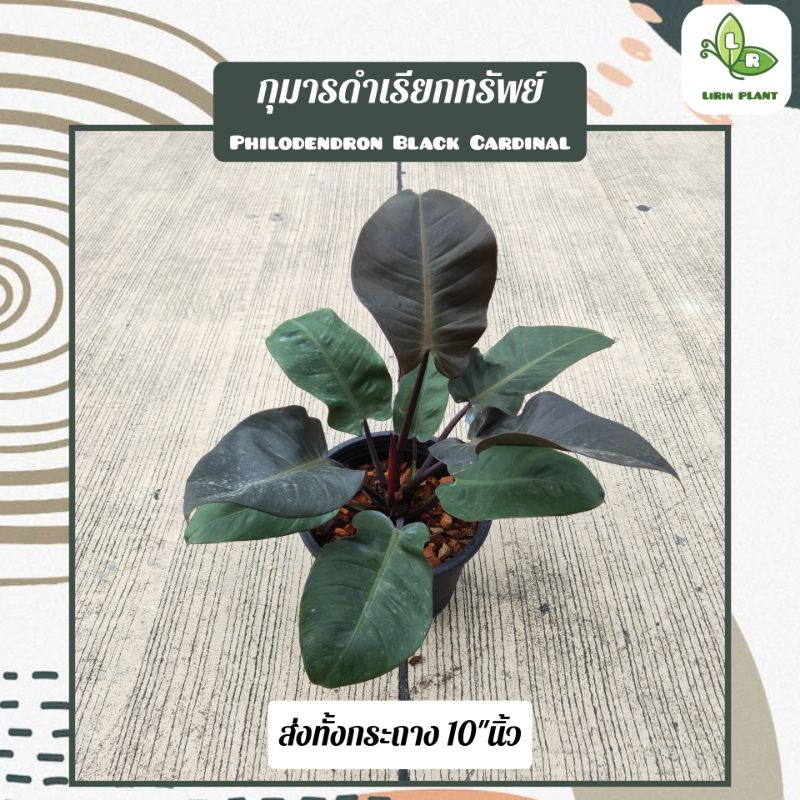 ♣️ ต้นกุมารดำเรียกทรัพย์ Philodendron Black Cardinal ต้นไม้มงคล เสริมโชคลาภ ความสูง40-60ซม. (จัดส่งพร้อมกระถาง)