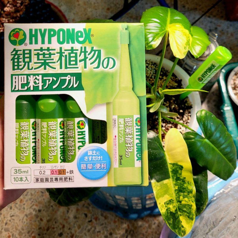 ❗พร้อมส่ง❗ Hyponex Ampoule (แอมเพิล)​ ปุ๋ยปัก​ แบบ​หลอด​ นำเข้าจากญี่ปุ่น​ 🇯🇵(ราคาต่อหลอด)
