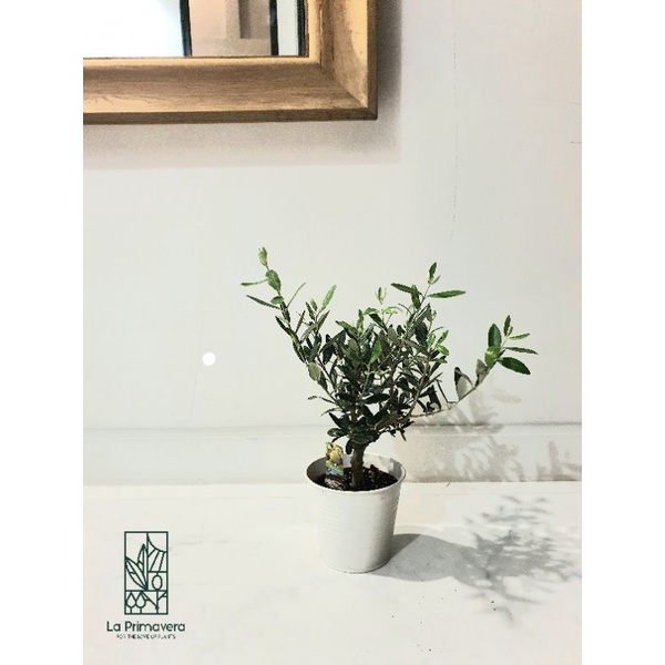ต้นมะกอก Olea Europaea Leccino 40cm ปลูกในอิตาลี จากร้าน ลา พรีมาเวร่า ***มีสินค้าในสต๊อก สั่งได้เลย***