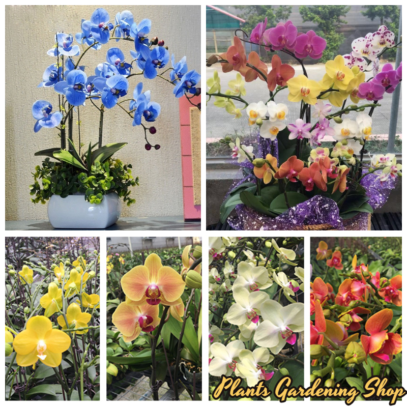 เมล็ดพันธุ์ ฟาแลนนอปซิส Phalaenopsis Seeds Orchid Mixed Flower Seeds กล้วยไม้ เมล็ดพันธุ์คุณภาพสูง 5