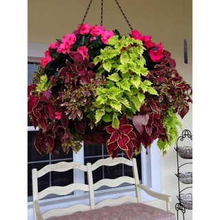 50 เมล็ด เมล็ดพันธุ์ ฤาษีผสม Coleus Seeds