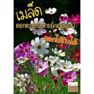 เมล็ด ดาวกระจาย เซนเซชั่น ดอกคอสมอส คละสี 50+ เมล็ด+( Sensation Cosmos Flower Seed)