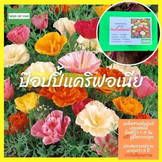 ☘️เมล็ดสายพันธุ์แท้หายาก☘️#ป๊อบปี้แคริฟอเนีย200เมล็ด แท้💯% [ในร้านมีให้เลือกอีกเยอะมาก❗️]