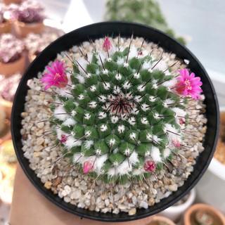 🌵🌸แมมปุยหิมะ🌸 "อิรุซามุ"☃️❄ 🌵Mammillaria bucareliensis "Erusamu🌵ตอนนี้ขนปุยสวยมาก !