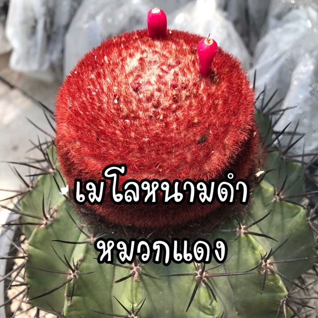 เมล็ดพันธ์ุแคคตัส เมโลหนามดำ Melocactus salvadorensis 50 เมล็ด กระบองเพชร