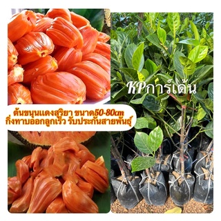 ต้นขนุนเเดงสุริยา ขนาด50-80cm กิ่งทาบออกลูกเร็ว รับประกันสายพันธ์ุ