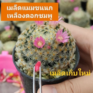 ❗เมล็ดละ1บาท❗ขนนกเหลืองดอกชมพู