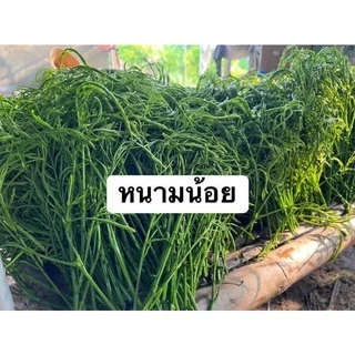 ชะอมกิ่งตอน(100กิ่ง) มีรากพร้อมปลูก