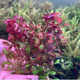 Ludwigia Guinea ลัดวิเจียกีเนีย ใบน้ำ 10 กิ่ง 100 ต้นไม้น้ำ ต้นไม้ปลูกในตู้ปลา ไม้น้ำในตู้ปลา