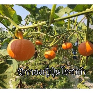 เมล็ดพันธุ์ฟักทองญี่ปุ่นสีส้ม โอซาก้า69บาท