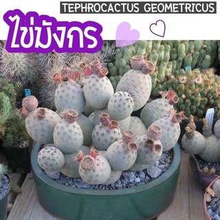 อัพเดต🥚ไข่มังกร Tephrocactus Geomitricus 🐉 มีราก ♥️สำหรับนักสะสม ♥️ สีของผิวลำต้นสีเทาอมฟ้าแตกหน่อเองรูปทรงกลมๆน่ารักมาก