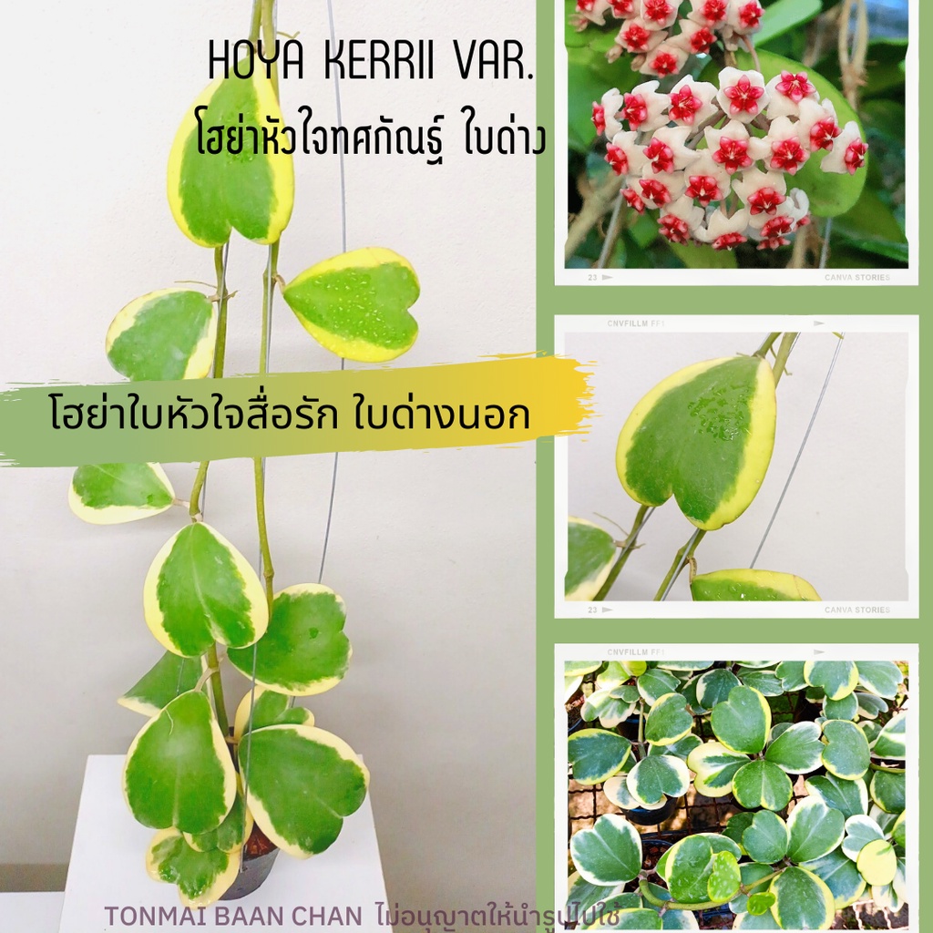 โฮย่าหัวใจทศกัณฐ์(Hoya Kerrii) ด่างนอก ต้นใหญ่
