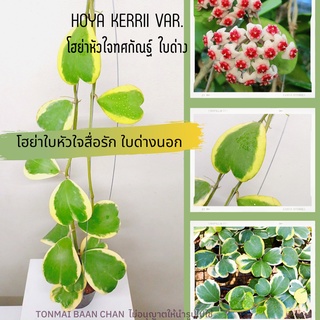 โฮย่าหัวใจทศกัณฐ์(Hoya Kerrii) ด่างนอก ต้นใหญ่