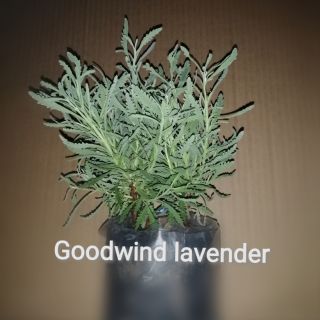 ลาเวนเดอร์พันธุ์กู๊ดวิน​(Goodwind​  lavender)​  พุ่มสวยๆ