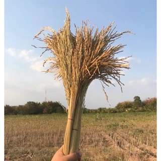 รวงข้าว รวงข้าวจริงตากแห้ง (ขั้นต่ำ2กำรวมได้)รวงข้าวย้อมสี หญ้าแห้ง หญ้าย้อมสี