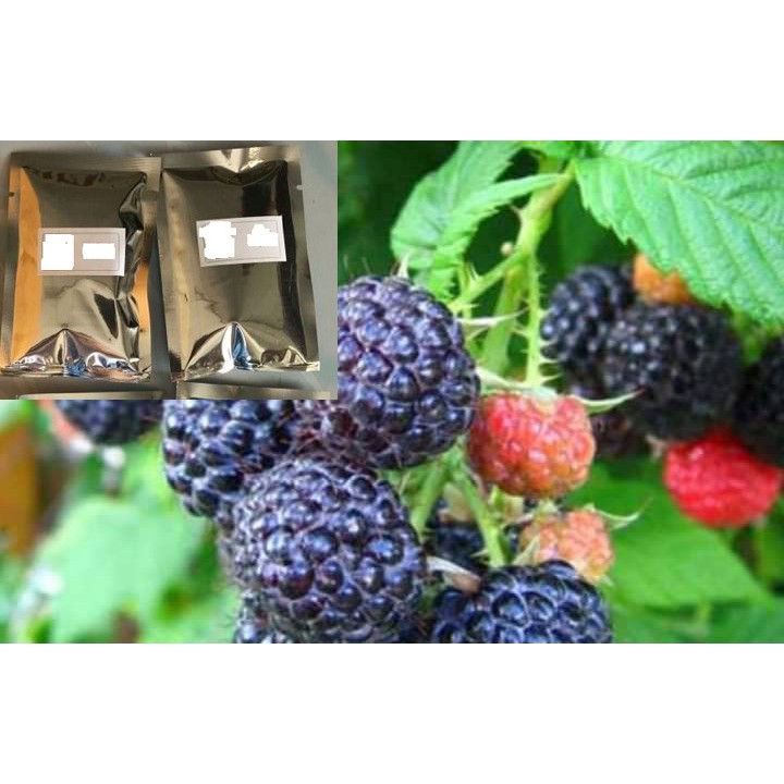 🍇🍇เมล็ดแบลคเบอรี่ ซองละ 30เมล็ด จำนวน 1 ซอง