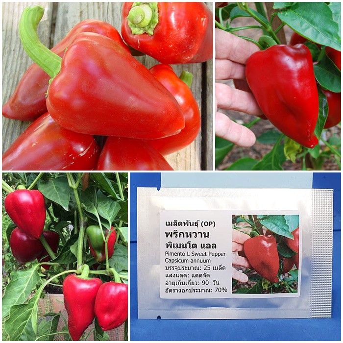 เมล็ดพันธุ์ พริกหวาน พิเมนโต แอล Pimento L Sweet Pepper Seed 25 เมล็ด คุณภาพดี ของแท้ 100%