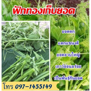 เมล็ดพันธุ์ ฟักทองเก็บยอด ( PUMPKIN )ยอดใหญ่อวบใหญ่ดก