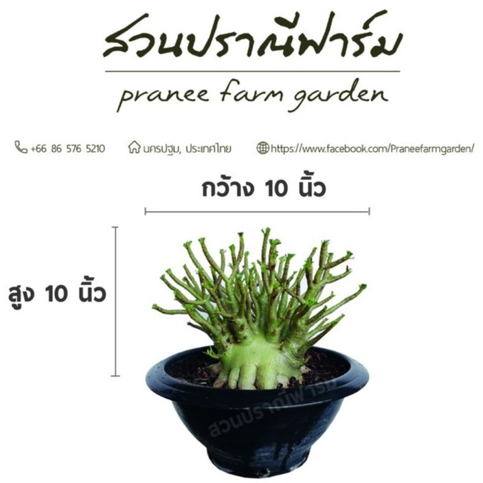 ชวนชมเพชรลำพยา ขนาดกระถาง 12 นิ้ว