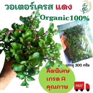 วอเตอร์เครสแดง สด Organic100% 300 กรัม 100กิ่ง++ คัดพิเศษ เกรดA คุณภาพเก็บสด ไร้สารเคมี สมุนไพร ออแกนิค น้ำคลอโรฟิล