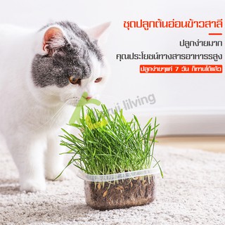 หญ้าแมวแบบกล่อง ต้นอ่อนข้าวสาลี ปลอดสารเคมี ชุดปลูกต้นข้าวสาลีอ่อน เมล็ดข้าวสาลี ช่วยขับล้างสารพิษในร่างกาย