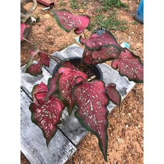 บอนสี กุมภกรรณ ตับรามเกียรติ์