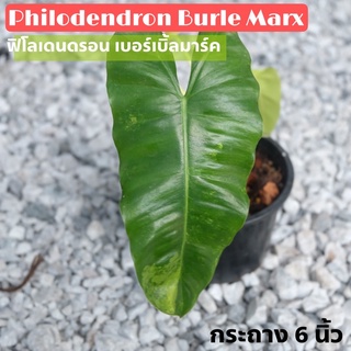 Philodendron burle marx ver. ฟิโลเดนดรอน เบอร์เบิ้ลมาร์คด่าง