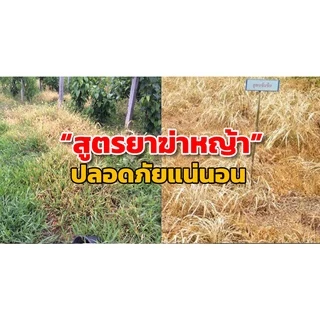N🔥(เห็นผลใน1-3วัน)🔥กำจัดหญ้า ชีวภาพ กำจัดวัชพืชสูตรชีวภาพ 250 ml. ไร้สารเคมี ใช้กำจัดวัชพืชทุกชนิด ยาฆ่าหญ้า