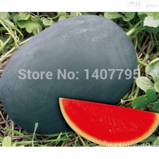 Sweet giant Black skin watermelon seeds, watermelon seeds, garden planting - 12 particles裙子/芹菜/花园/玫瑰/男装/种子/园艺/鲜花/生菜/头饰/